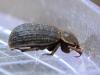 Trox scaber